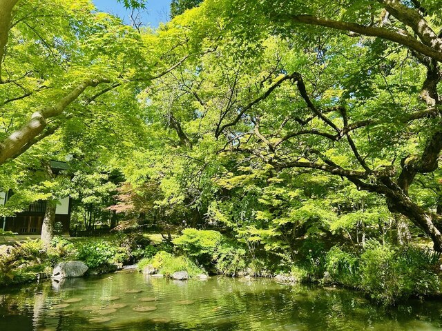 IMG_0338.jpeg